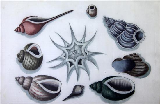 Four Chinese pith paintings of shells, first half 19th century, 18 x 27cm, later mounted, framed and glazed